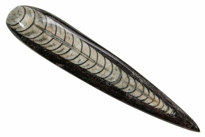Polished Fossil Orthoceras (Cephalopod) - Morocco #363834